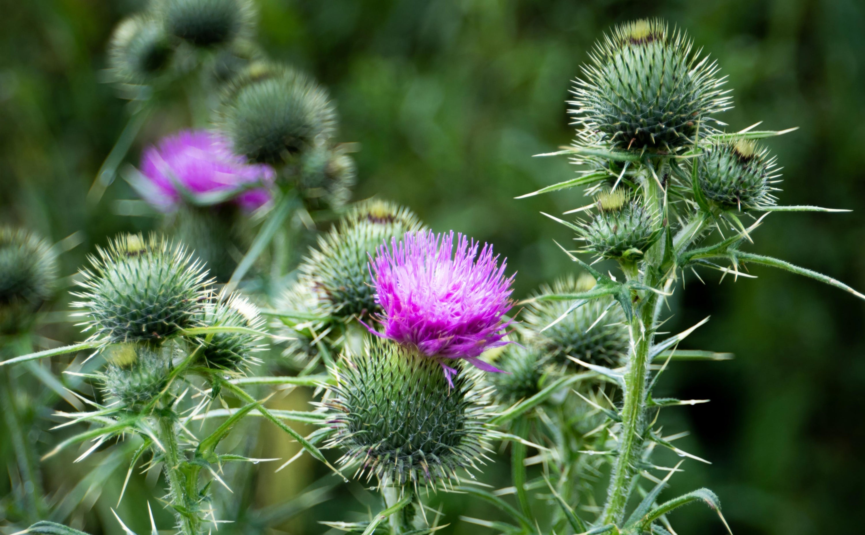 Huile de Chardon-Marie et peau : quels bienfaits en cosmétique ?