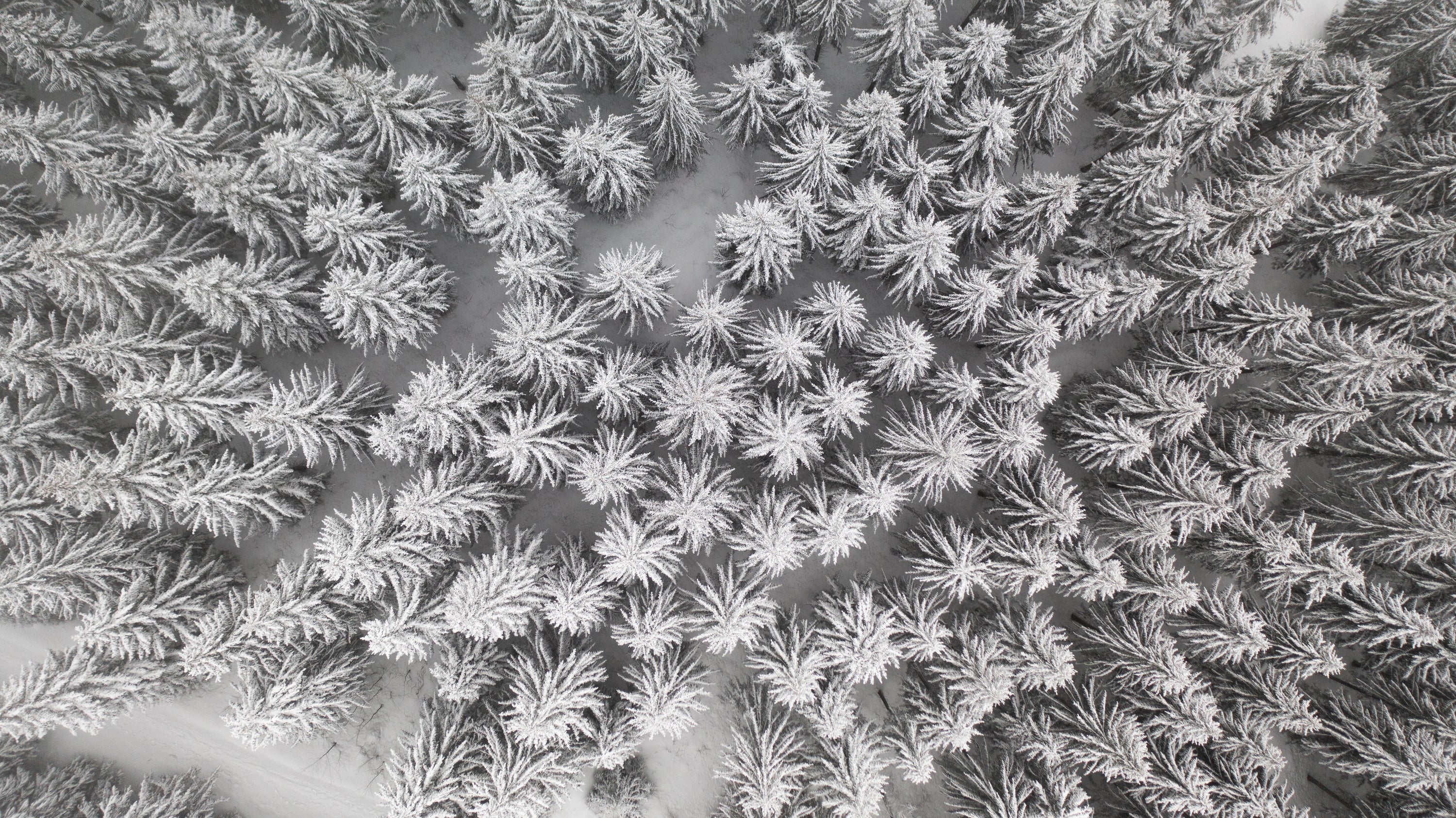 La biologie de l’hiver