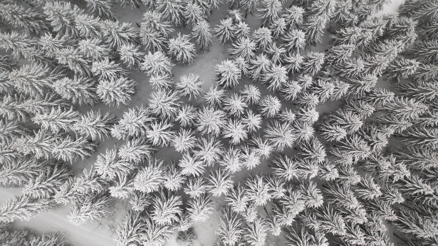 La biologie de l’hiver